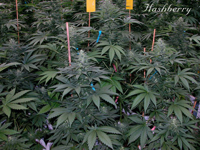 Hashberry.jpg