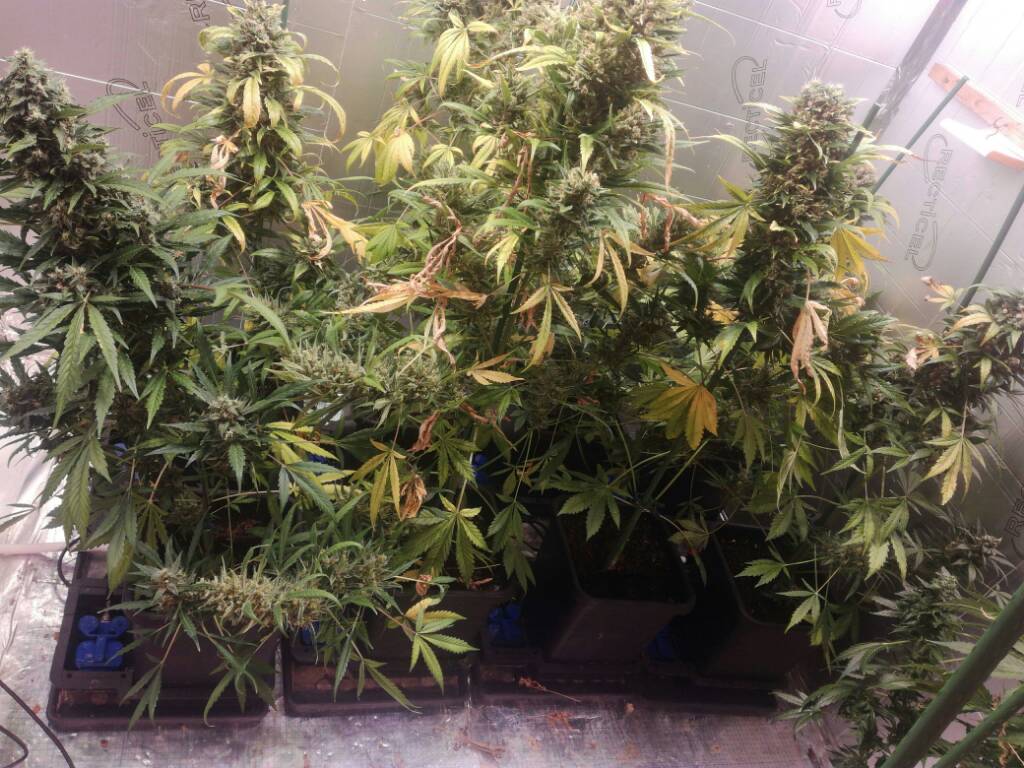 Autoflower flowering times?