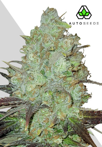 www.autoseeds.com