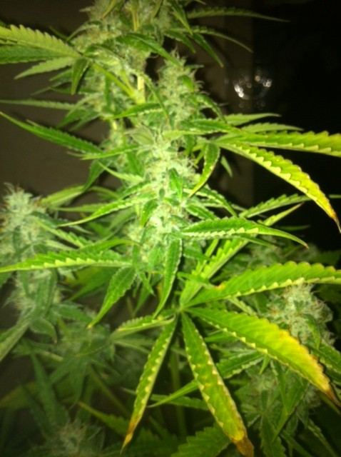 image-15-jpeg.614564