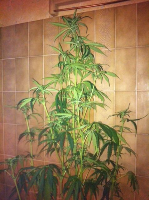 image-14-jpeg.604067