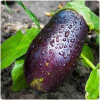 eggplant.jpg