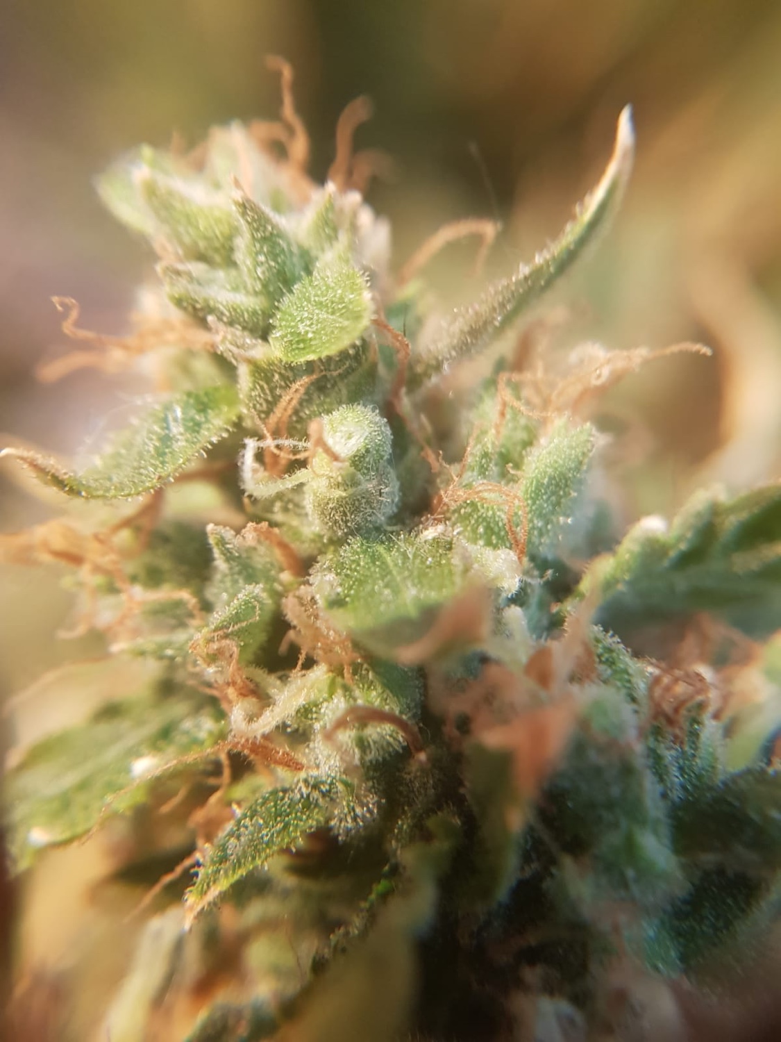 HELP READY TO HAVERSt?