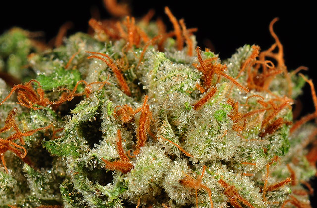pre-%2798-bubba-kush-dry-5.jpg