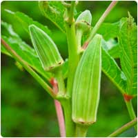 okra.jpg