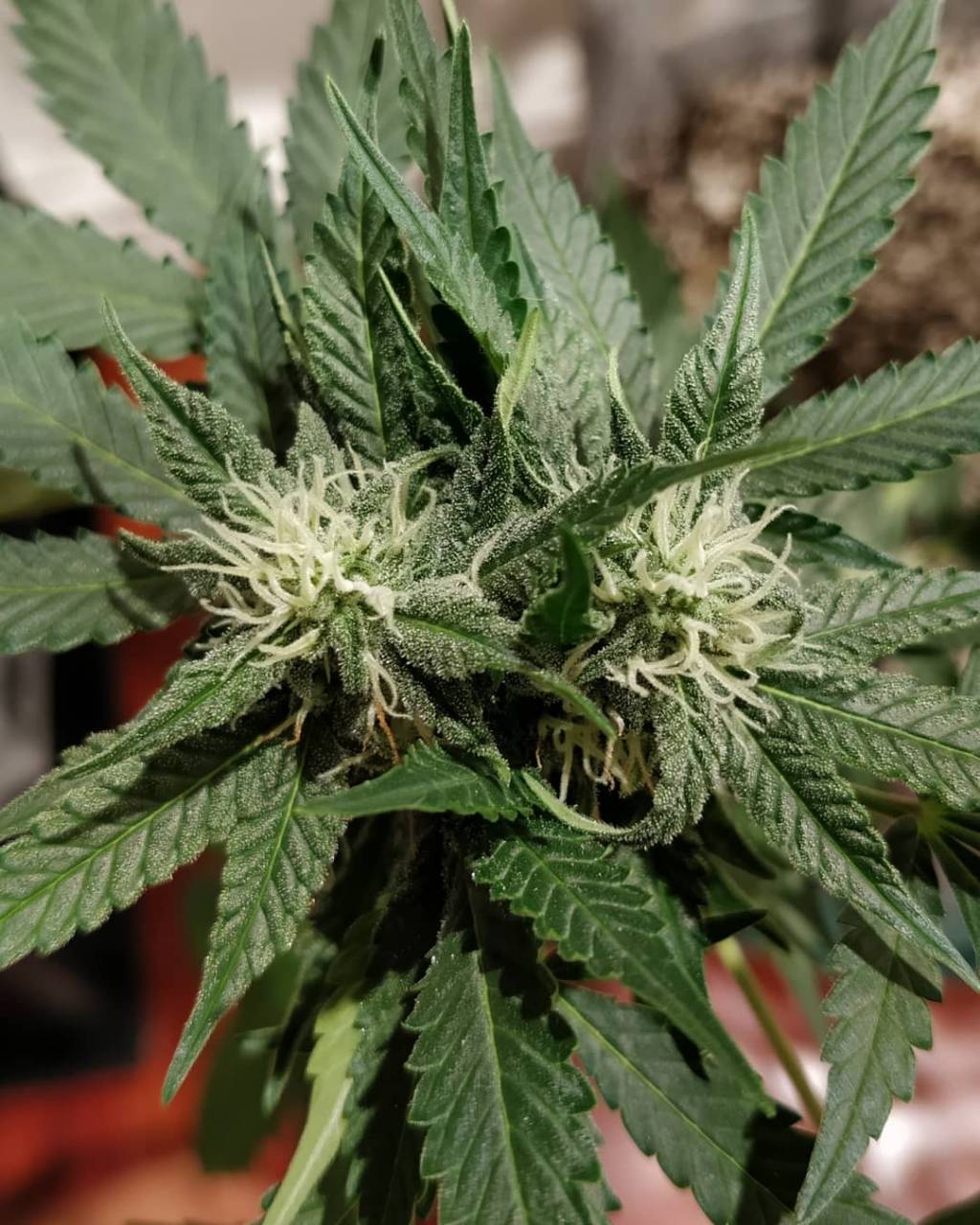 Double Bud Mutation
