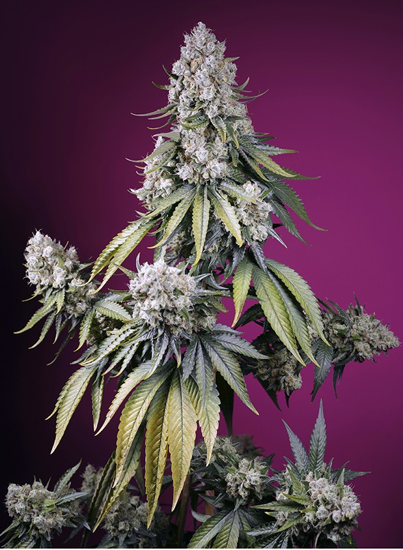 Jealousy Z XL Auto® - New Marihuana Seeds 2024 Jealousy Z XL Auto® - New Marihuana Seeds 2024