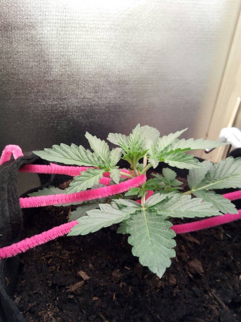 Auto AK LST first timer