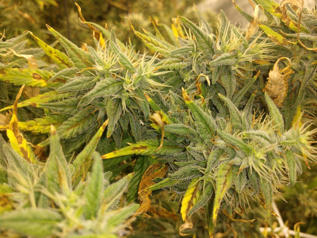 img_20190903_200600625-jpg.893202