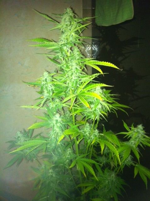 image-13-jpeg.614562