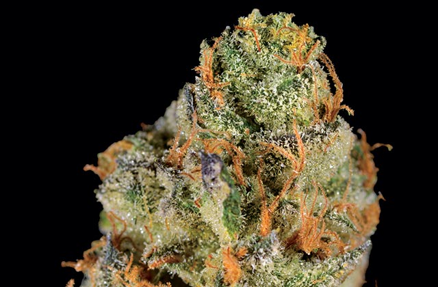 us-flower_platinum-girl-scout-cookies_private-stock-LA.jpg