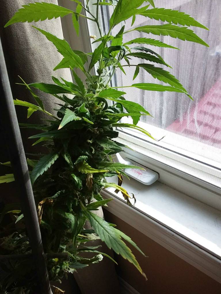 Harvesting, Drying and Curing: A Guide to Finishing Quality Bud