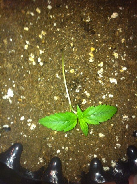 image-11-jpeg.593769