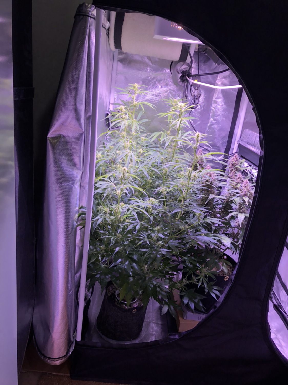 Help, plant out growing tent